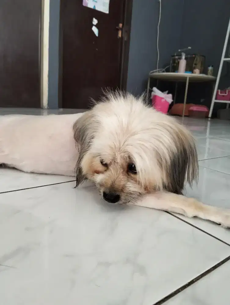 Home service jasa grooming khusus anjing