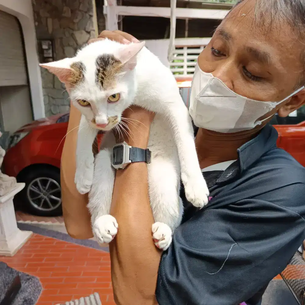 Grooming tinypet panggilan ke rumah sejadetabek