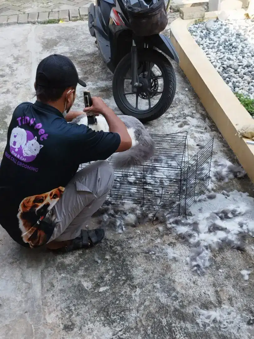 Grooming panggilan house call grooming khusus cat dan doggy promo