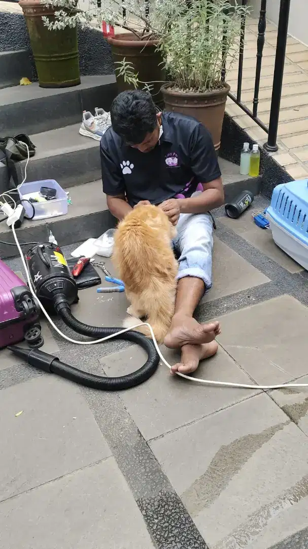 Grooming panggilan sekitar jakarta kucing dan anjing