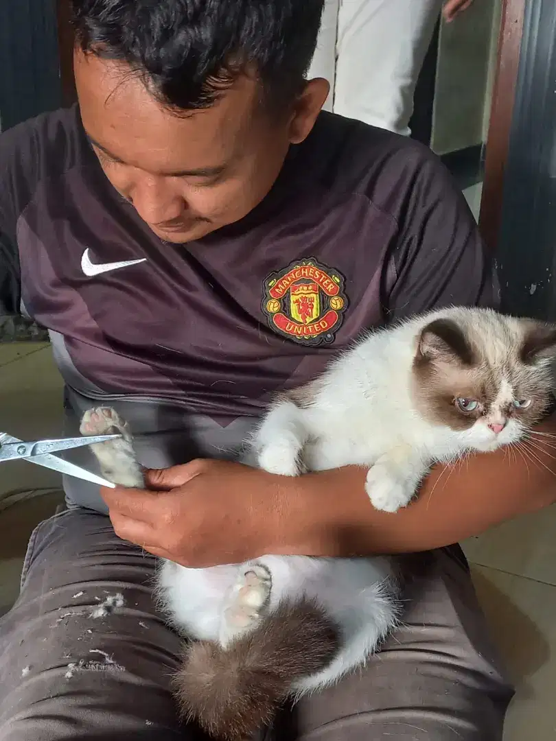 Grooming kucing anjing panggilan jakarta
