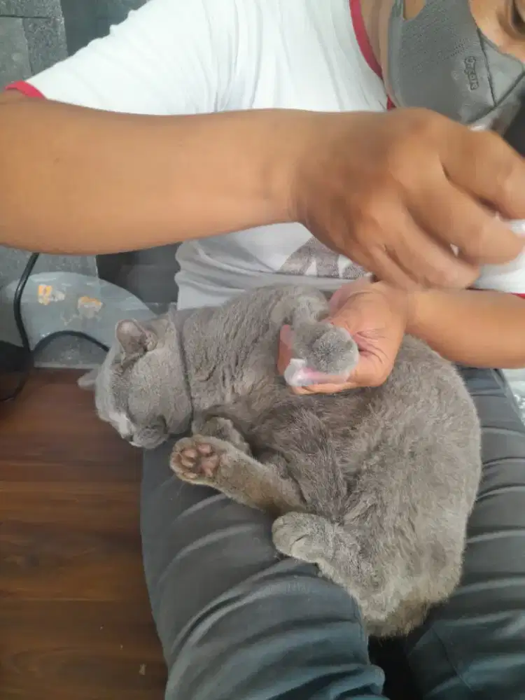 Grooming panggilan kucing dan anjing