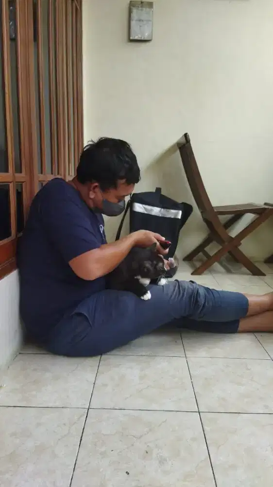 Grooming panggilan kucing anjing ke rumah