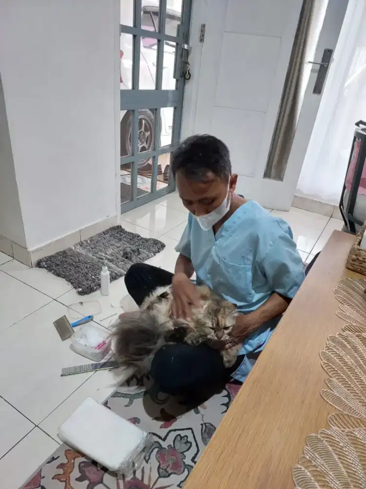 House call Grooming cat and doggy panggilan