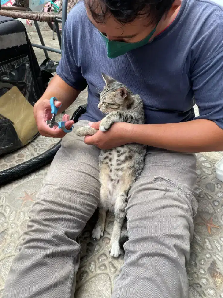 House call grooming anjing kucing anjing