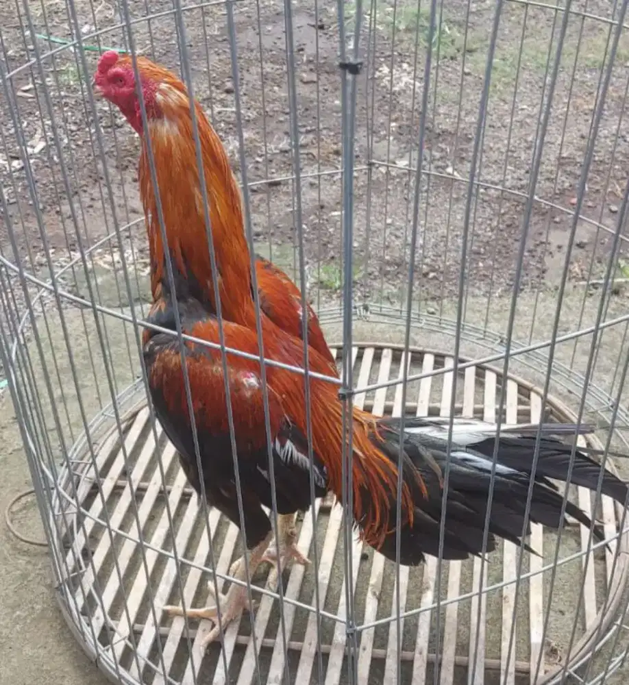 Ayam Bangkok trah juara kontes