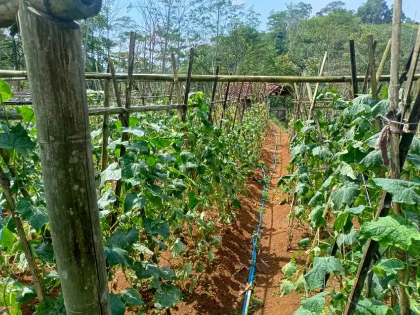 Dijual lahan pinggir jalan suasana pegunungan air banyak