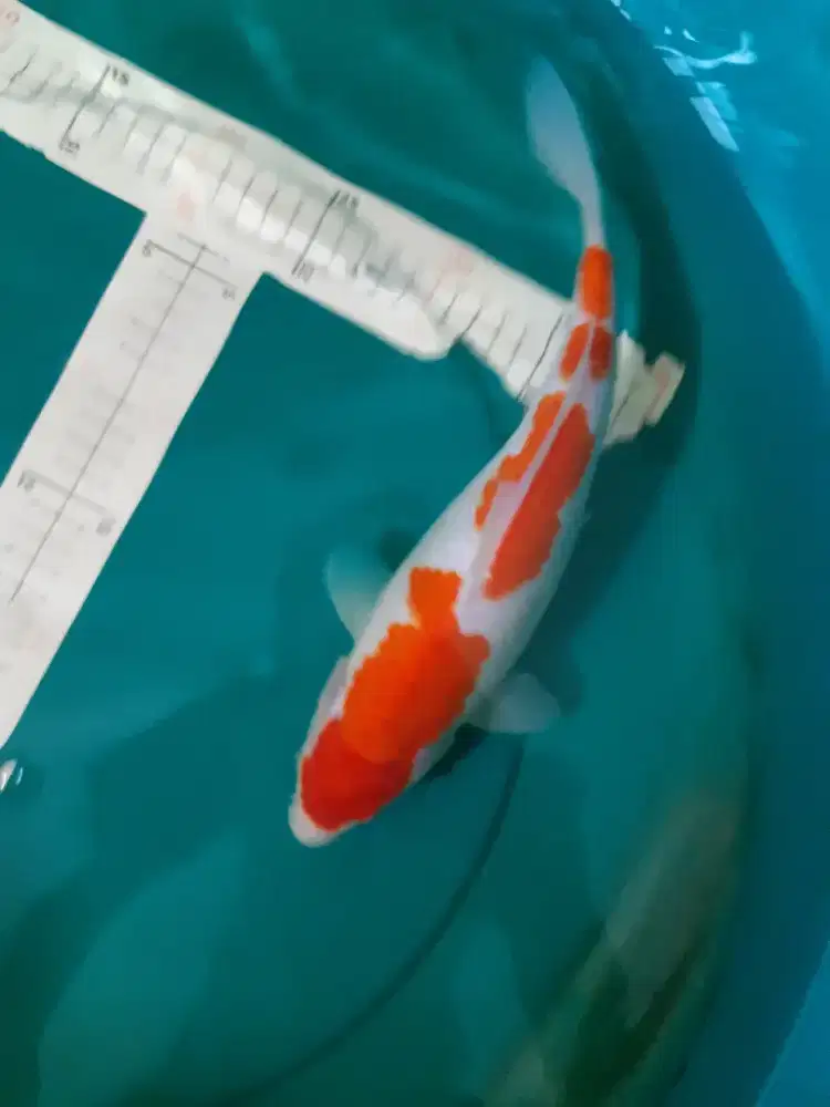 Ikan koi Kohaku 33cm pola step step original