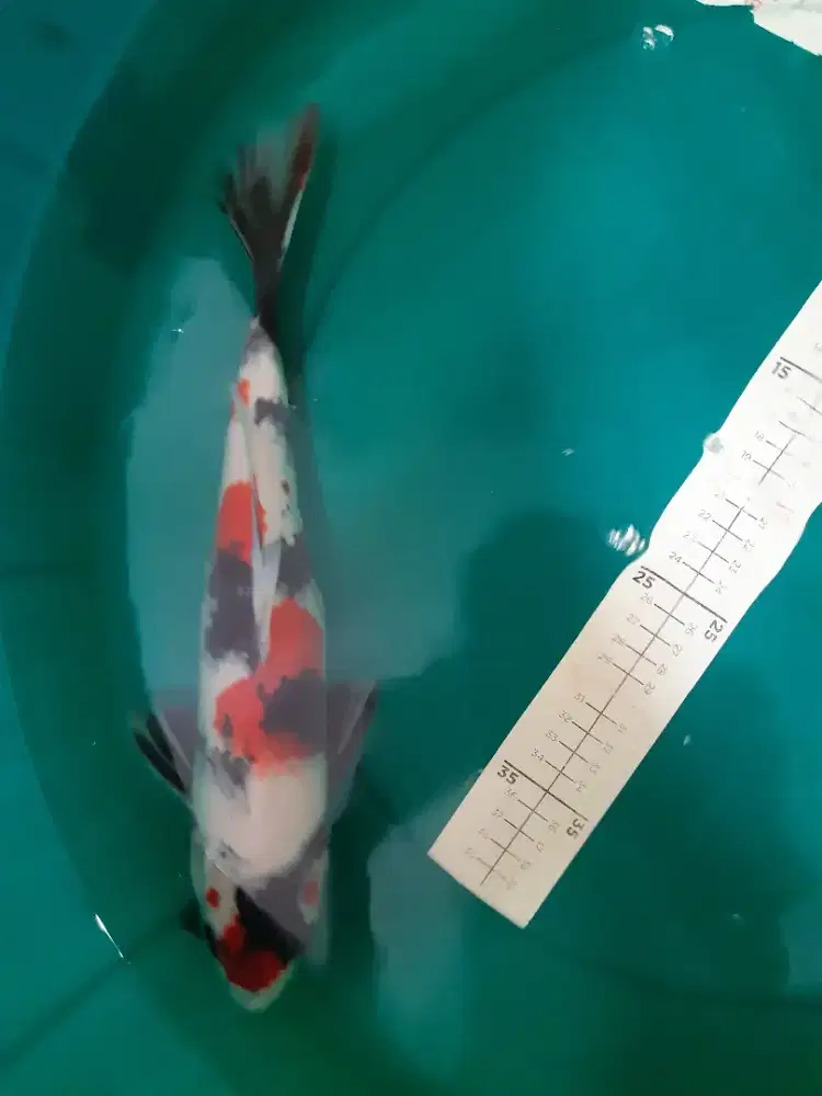 Ikan koi Showa X 37cm high quality