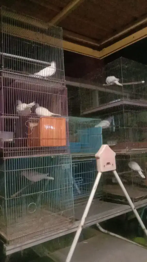 Burung Puter Putih