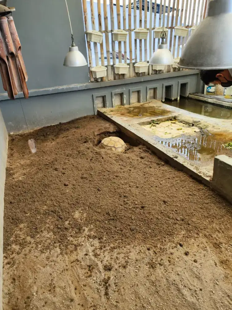 LOWONGAN KEEPER HEWAN SEKALIGUS PACKING DAN ANGKUT BARANG