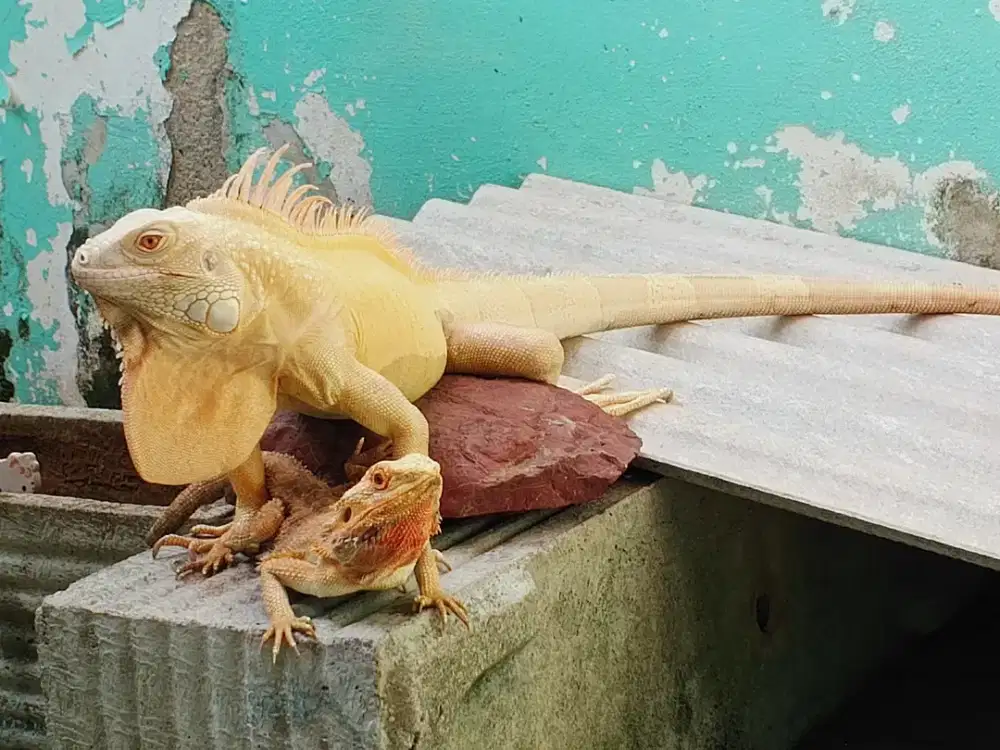 Iguana albino jantan ganteng terawat ukuran 120cm an.
