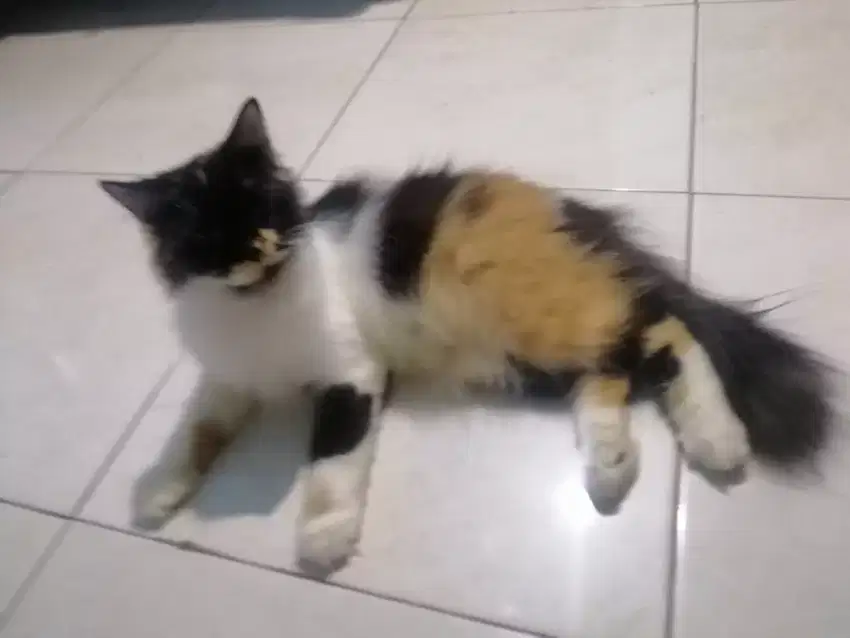 Kucing persia betina calico