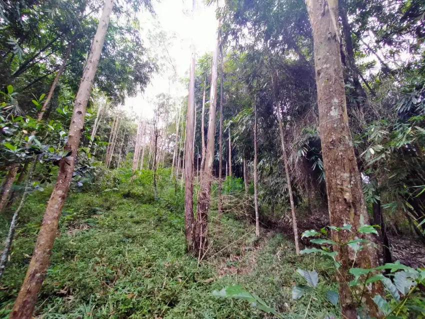 DIJUAL SEGERA TANAH PERKEBUNAN