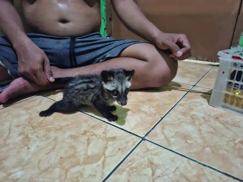 Lepas Adopsi Musang Secepatnya!!