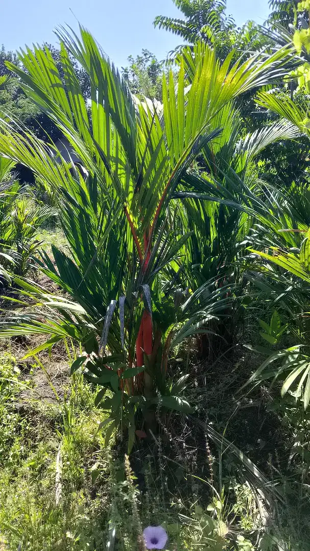 Palem merah /pinang merah