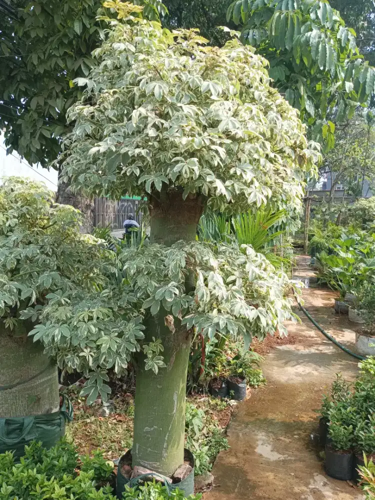 Pohon randu/kapuk variegata (free ongkir + tanam)