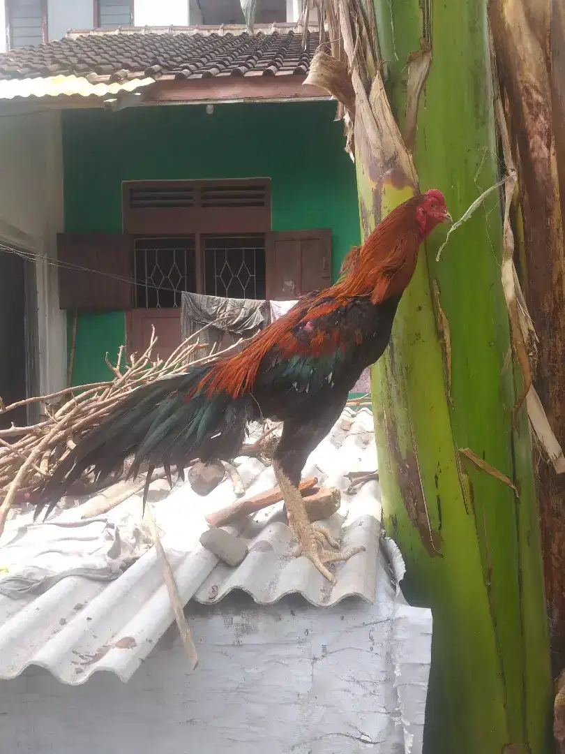 AYAM JAGO BANGKOK WIRING KUNING