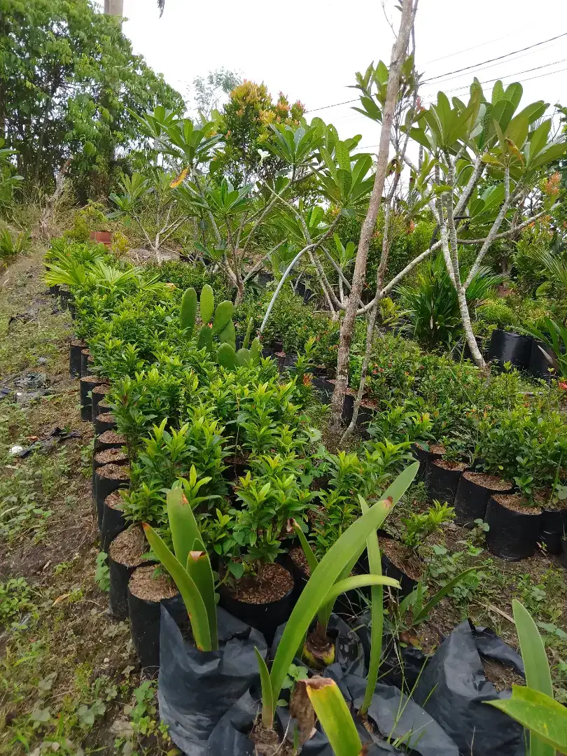 Bunga Asoka merah,kuning,oren