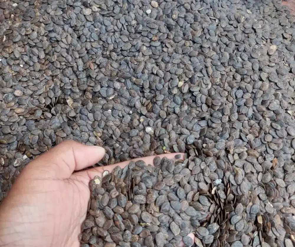 Benih Kaliandra Merah - Min 10 kg