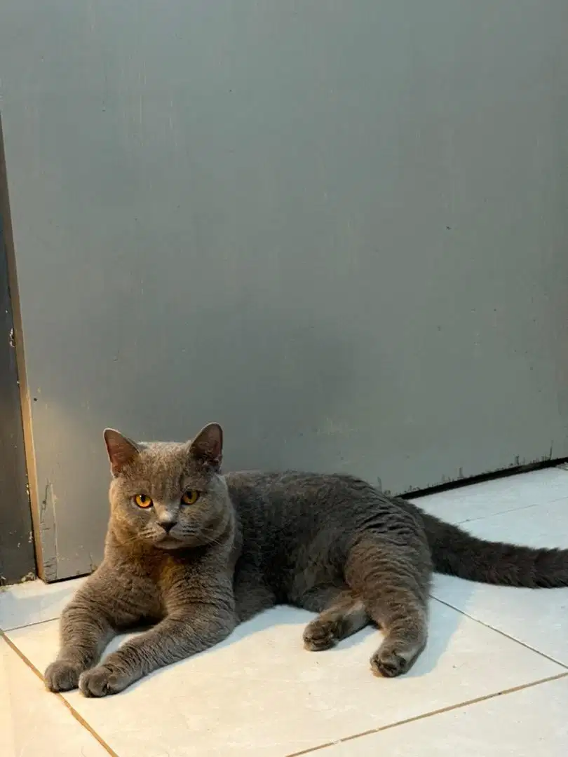 BSH Jantan 1 Tahun lebih