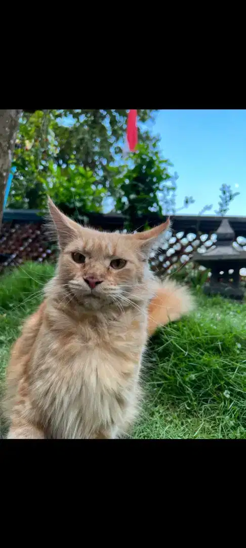 Mainecoon jantan