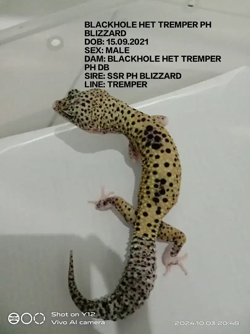 GECKO BLACKHOLE MAL3 PR0VEN