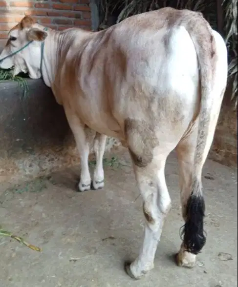 nabung sapi qurban 4 jt/bln 7x  400kiloan timbang real sapi jawa PO