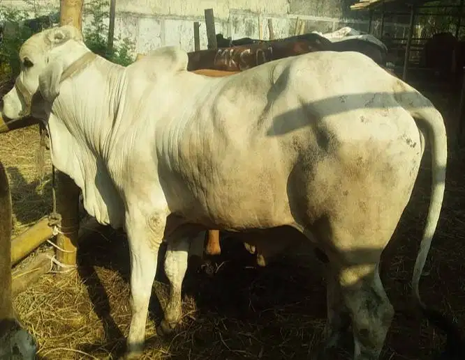 tabungan 6.jt/bln 5x sapi qurban 400kilo  timbang real sapi jawa