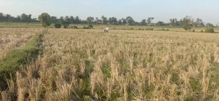 Sawah produktif murah kota metro