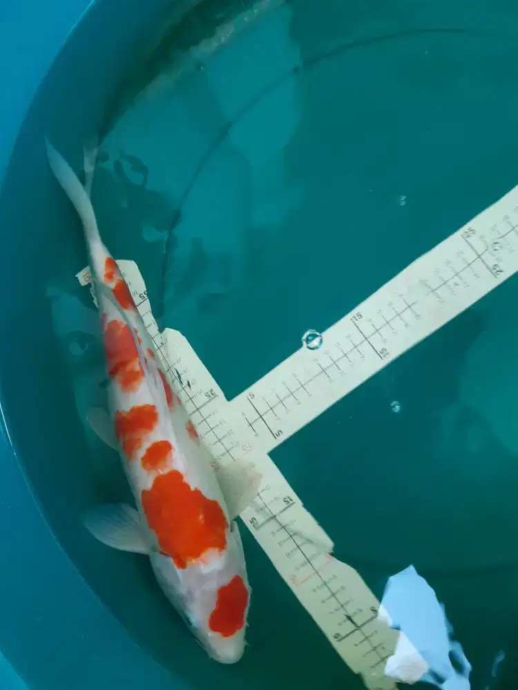 Ikan koi Kohaku Pola Sakura 42cm