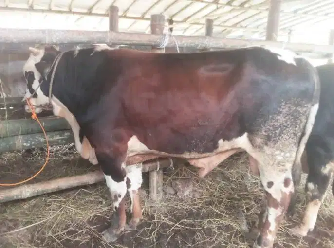 tabungan 4jt/bln 7x sapi qurban 400kilo timbang real sapi pegon jawa