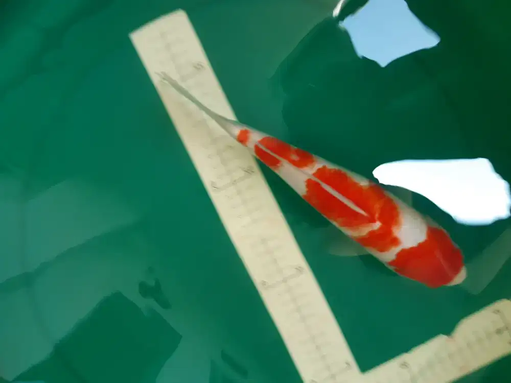 Ikan koi Kohaku 33cm warna red grade A