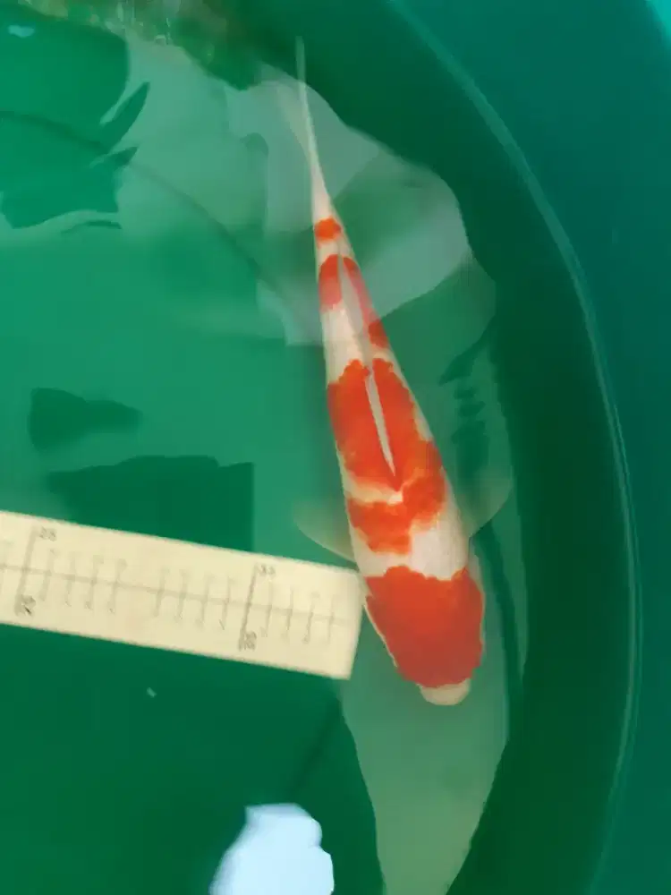 Ikan koi Kohaku red 33cm grade A
