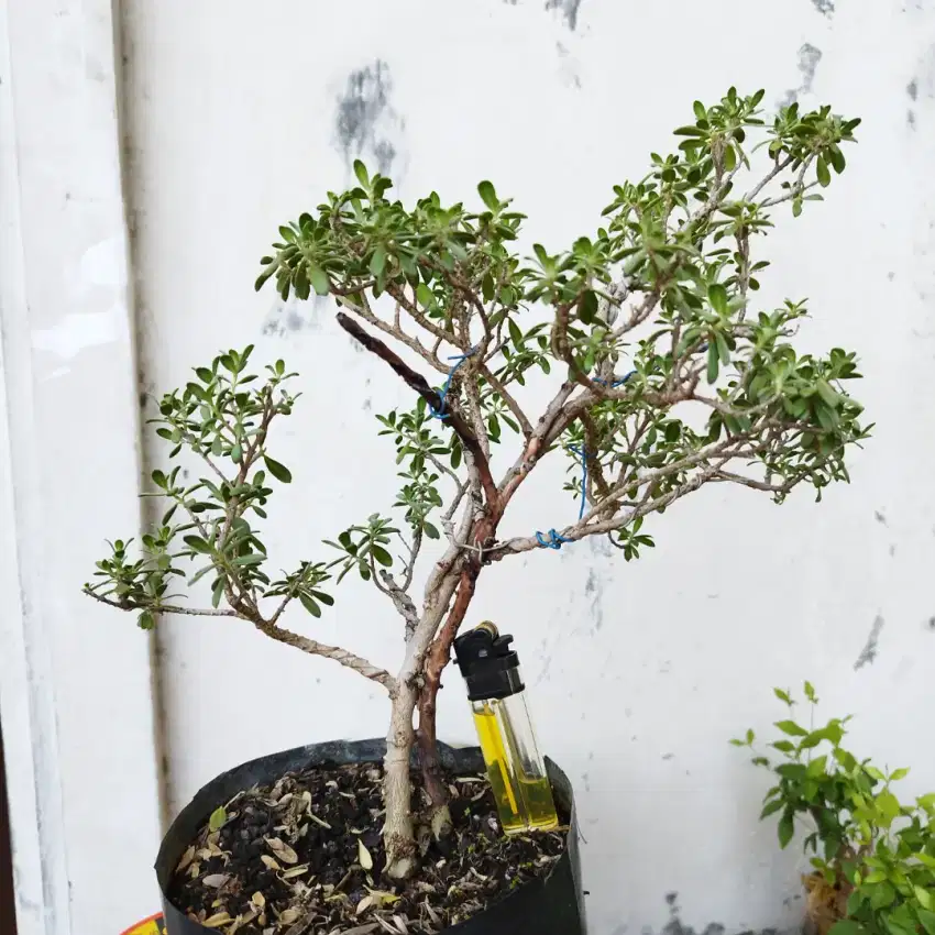 Bonsai Santigi Mame