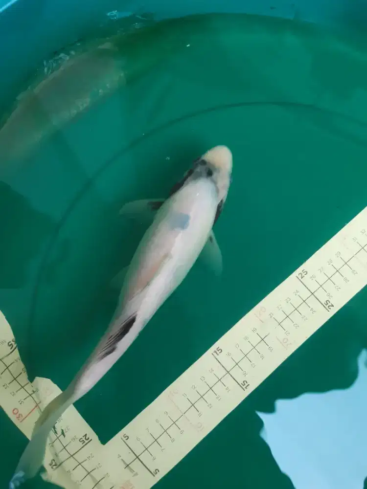 Ikan koi Shiro Tategoi 34cm