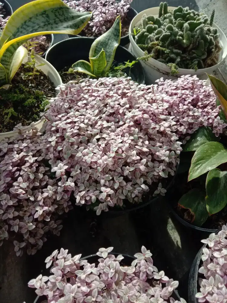 Calisia Pink Lady Kribo