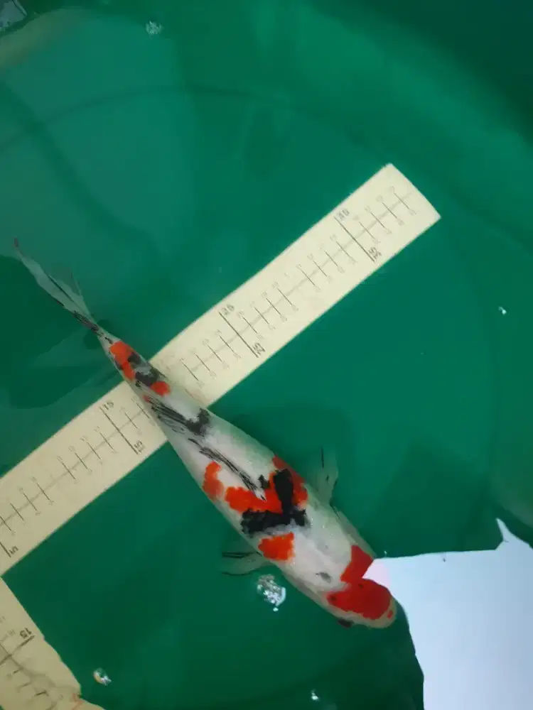 Ikan koi Sanke 34cm warna strong pola ori