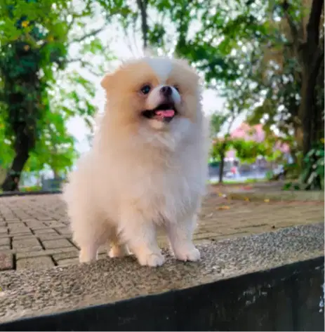 Pomeranian Party Colour Stambom Vaksin - Jantan