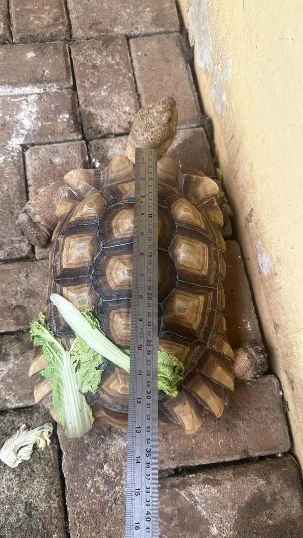 Kura kura sulcata jantan 35cm