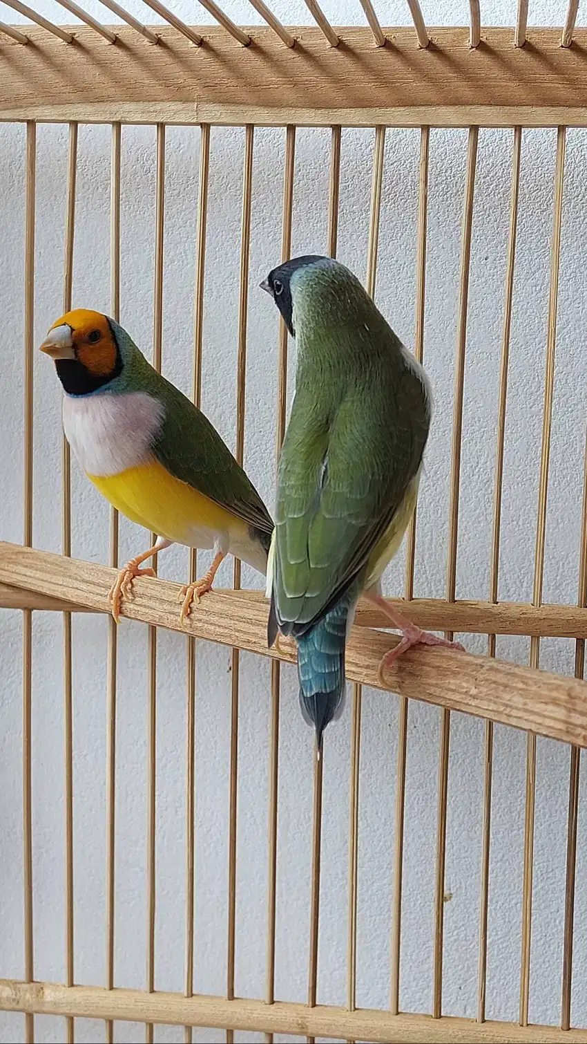 Pipit Australia / Gouldian Finch