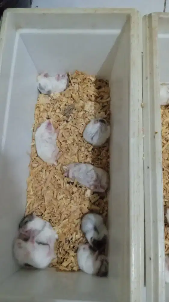 Hamster campbell murah dan sehat