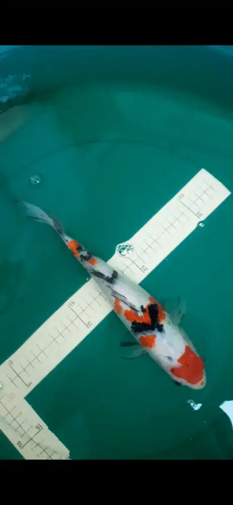 Ikan koi Sanke grade A ukuran 34cm