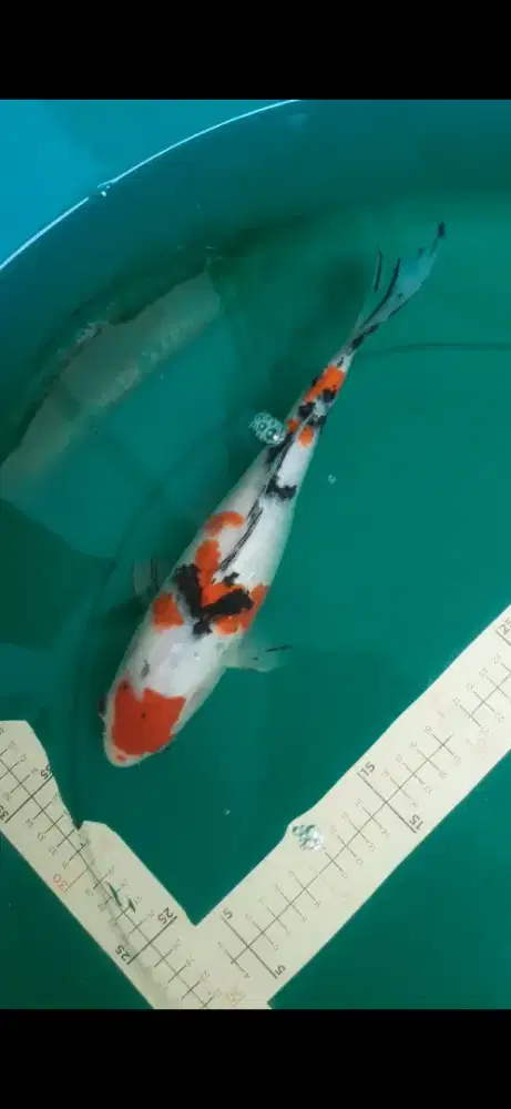 Ikan koi Sanke grade A ukuran 34cm