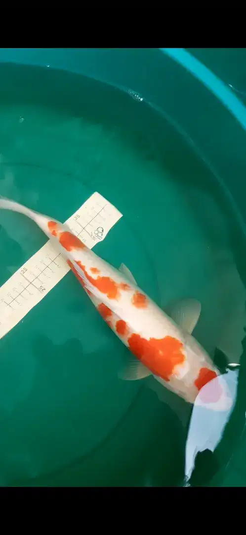 Ikan koi Kohaku super red 41cm Blitar