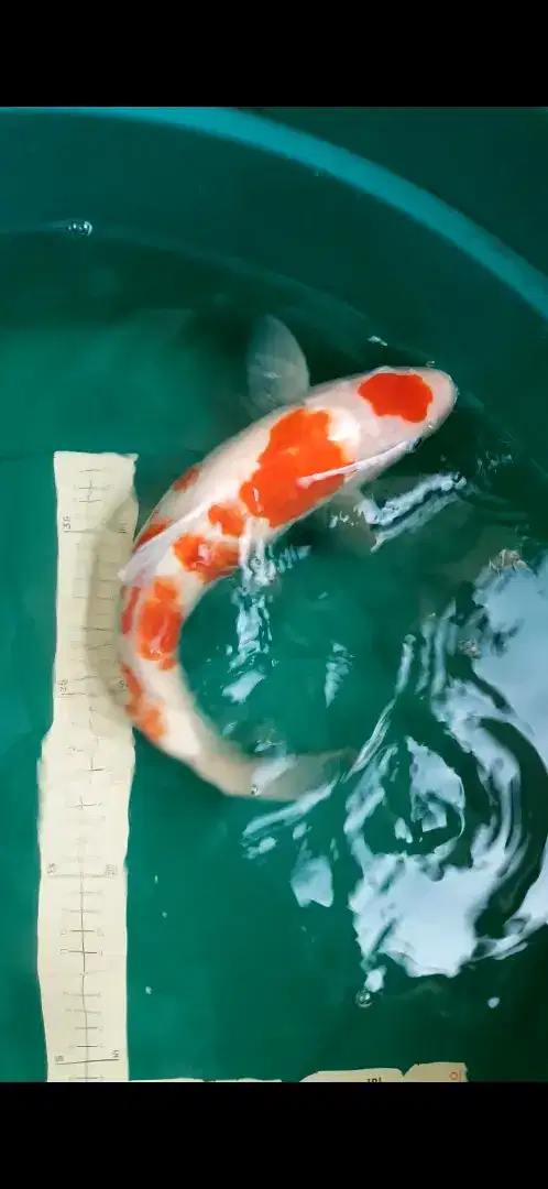 Ikan koi Blitar jenis Kohaku merah 41cm