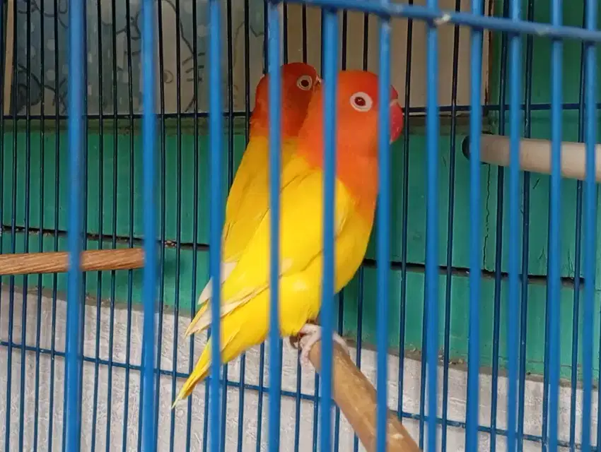 Lovebird Betina Biola Lutino mm / Bio ino mm