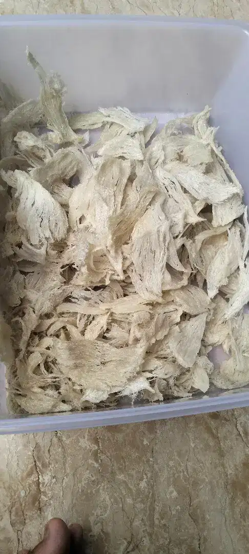 Di jual sarang burung walet