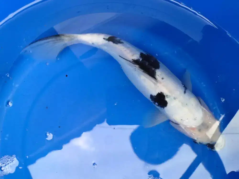 Ikan KOI sebanyak 5 ekor terbaik