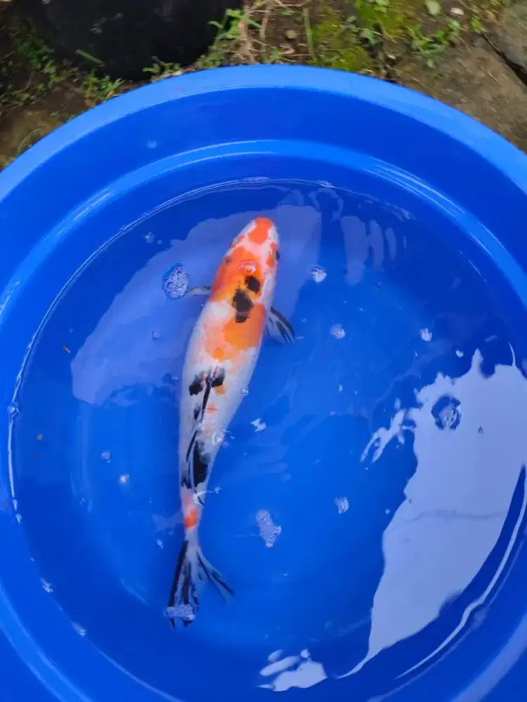Ikan koi 3 ekor bervariasi jenisnya